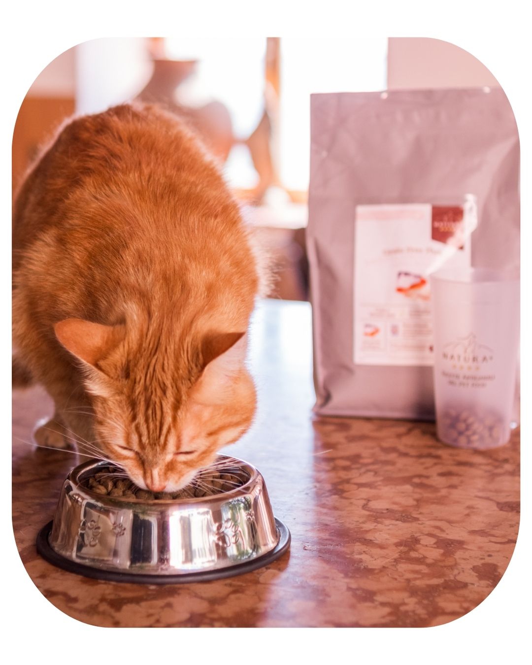 Dry Food for Cats